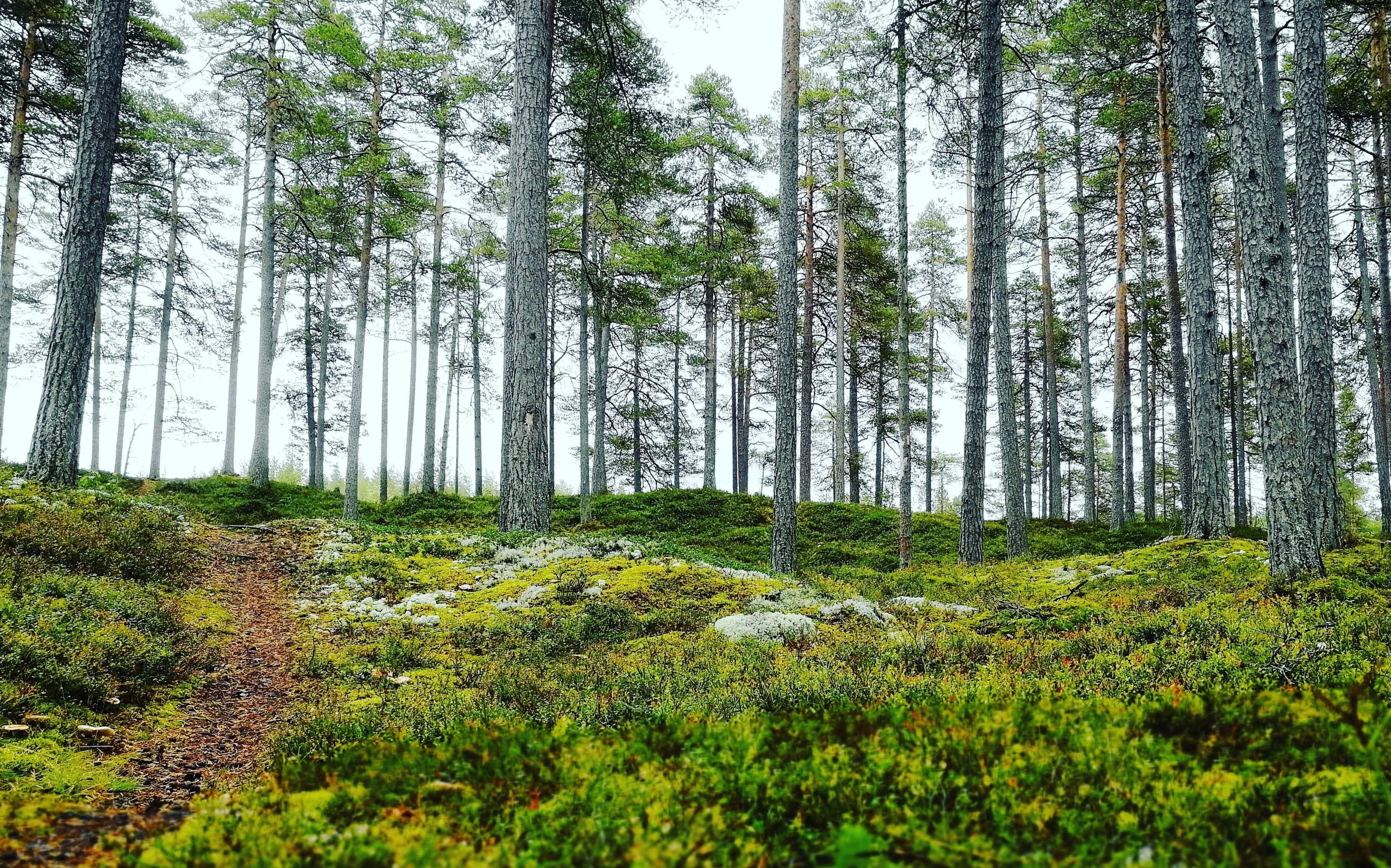 Bild på en stig i en skog.
