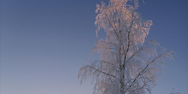 Bild på vintriga och snötäckta träd.