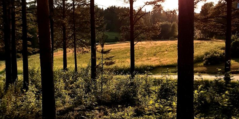 Bild på träd och solnedgång