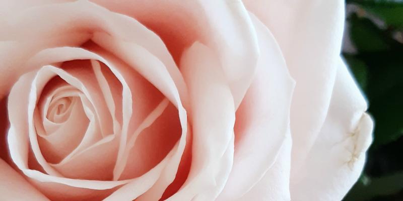 Bild på en rosa ros.