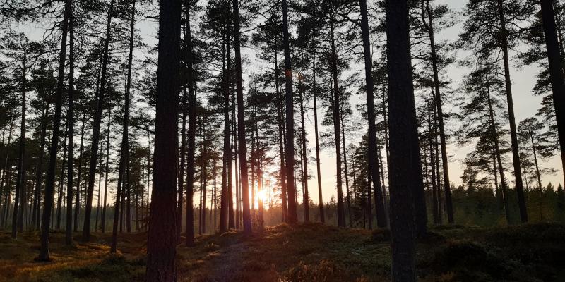 Bild på solnedgång i skogen.